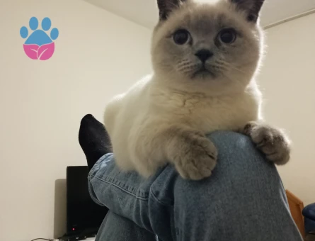 British Shorthair Kedime  Eş arıyoruz