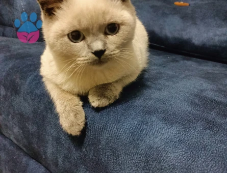 British Shorthair Kedime  Eş arıyoruz