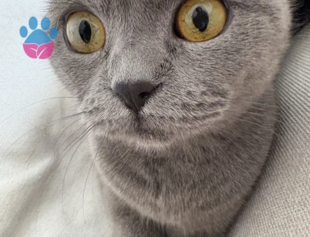 Kızım Başak kızgınlıkta acil eş arıyorum