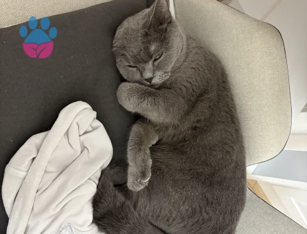 Kızım Başak kızgınlıkta acil eş arıyorum