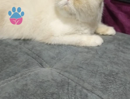 Exotic shorthair 1,5 Yaşında Kedim Eş Arıyor