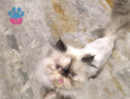 İran Kedisi 1 Yaşında Eş Arıyor