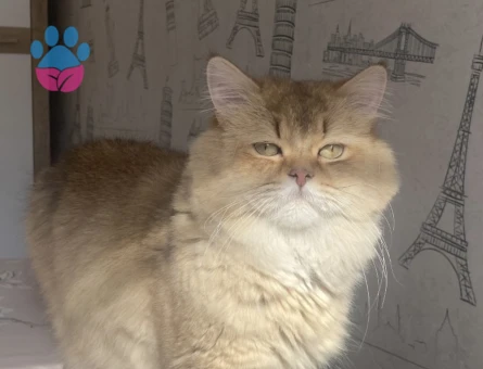 British longhair oğluma eş arıyorum