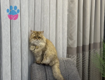 British longhair oğluma eş arıyorum