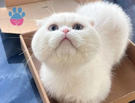 Yumoş Beyimize eş arıyoruz.