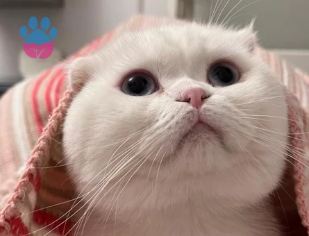 Yumoş Beyimize eş arıyoruz.