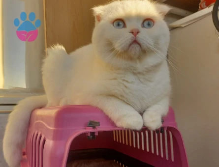 Yumoş Beyimize eş arıyoruz.