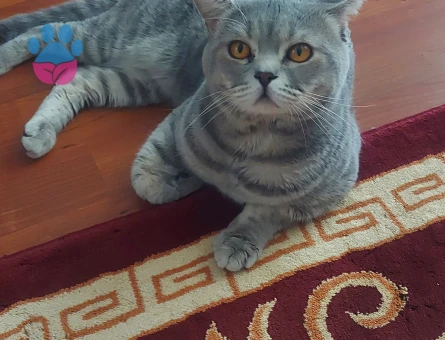 British Shorthair erkek kedimize es arıyoruz.