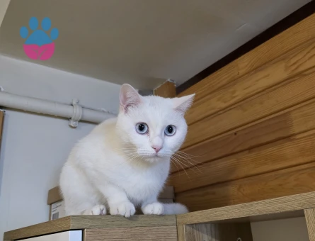 British kedimiz için eş arıyoruz