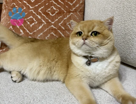 British Shorthair Kedime Eş Arıyorum