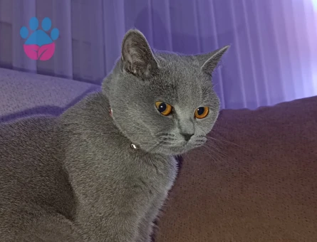 British Shorthair Kedime eş arıyorum