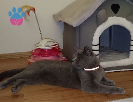 British Shorthair Kedime eş arıyorum