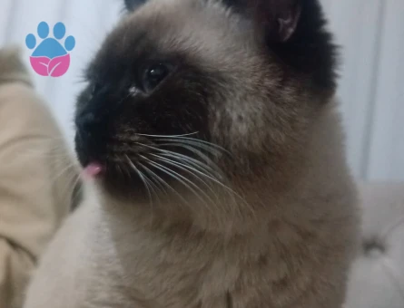 Siyam Kedimize Eş Arıyoruz