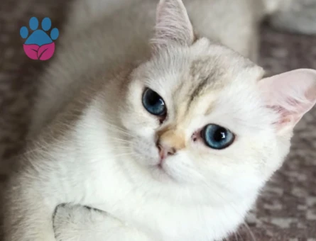 Ankara içinde kedime eş arıyorum