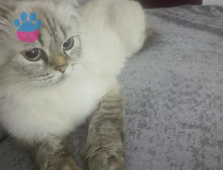 Kedim için erkek kızgın kedi arıyorum