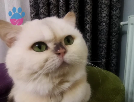 13 Aylık Kızgınlıkta British Kedim Eş Arıyor