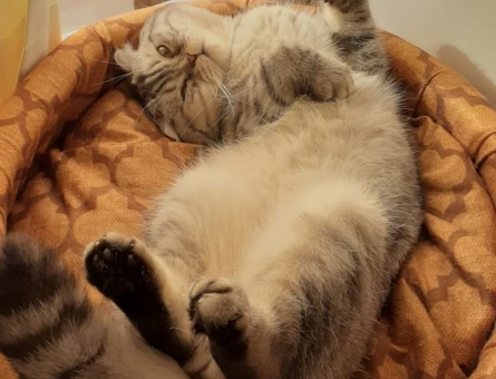 Scottish Fold 1 Yaşında Kedim Eş Arıyor - 118963132