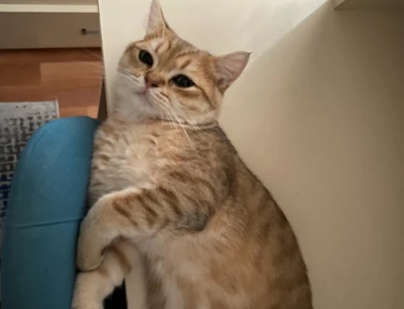 British Shorthair 1 Yaşında Kedim Eş Arıyor - 118963166