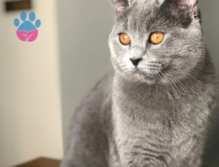 British Shorthair Oğlum Kızgınlıkta