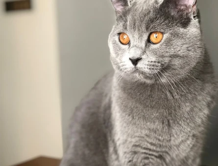 British Shorthair Oğlum Kızgınlıkta - 118963169