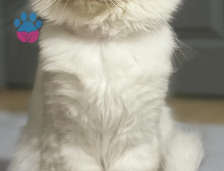 British Shorthair 1 Yaşında Erkek Kedim Kızgınlıkta