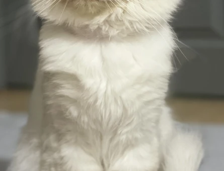 British Shorthair 1 Yaşında Erkek Kedim Kızgınlıkta - 118963174