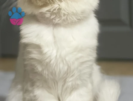 British Shorthair 1 Yaşında Erkek Kedim Kızgınlıkta