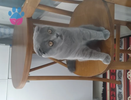 Scottish Fold 1 Yaşında Kedim Eş Arıyor