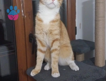 Tekir Cinsi Kedim Badem Eş Arıyor