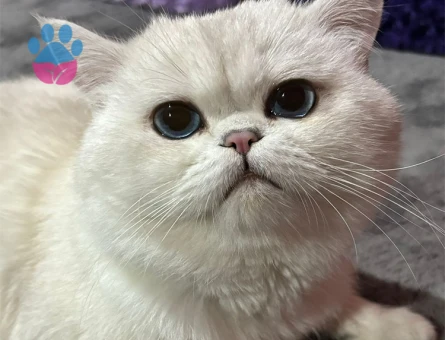 British Shorthair ve Scotish Fold Cinsi Eş Adaylarını Bekliyoruz