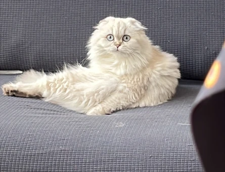 Scottish Longhair 16 Aylık Eş Arıyor - 118975221