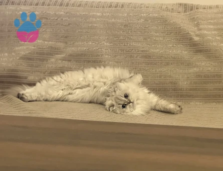 Scottish Longhair 16 Aylık Eş Arıyor