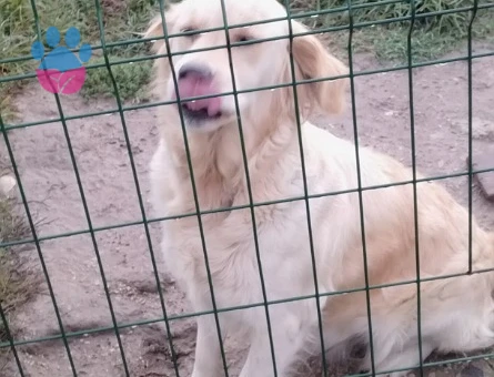 Golden Retriever Kızıma Eş Arıyorum
