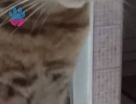 SCOTTİSH FOLD KIZIMIZA EŞ ARIYORUZ