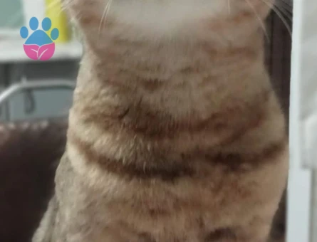 SCOTTİSH FOLD KIZIMIZA EŞ ARIYORUZ