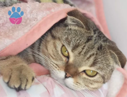 SCOTTİSH FOLD KIZIMIZA EŞ ARIYORUZ