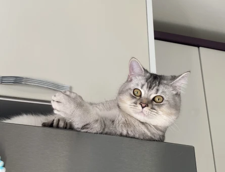 British Shorthair 10 Aylık Eş Arıyor - 118975228