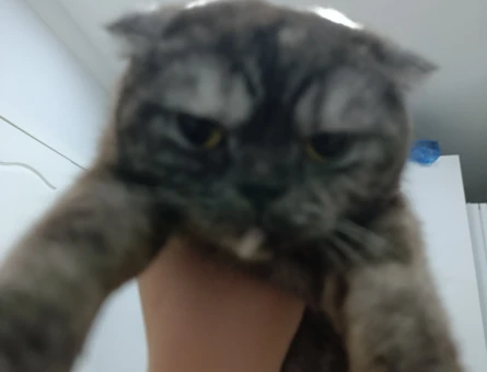 Scottish Kedi Çiftleştirme - 118975229
