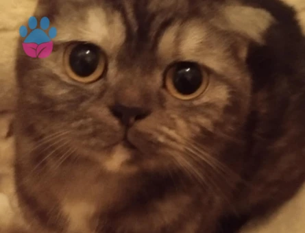 Scottish Kedi Çiftleştirme