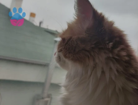 Norwegian Forest 1 yaşında Eş Arıyor