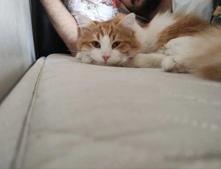 Norwegian Forest 1 yaşında Eş Arıyor - 118975230