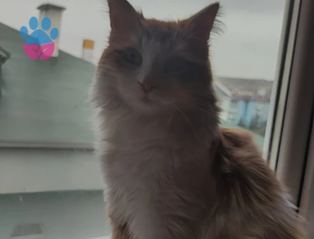 Norwegian Forest 1 yaşında Eş Arıyor