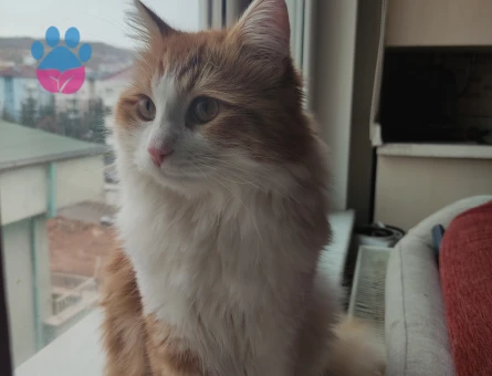 Norwegian Forest 1 yaşında Eş Arıyor