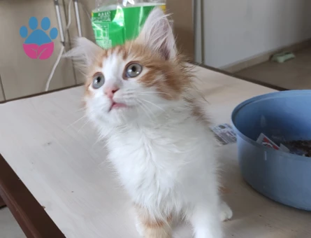 Norwegian Forest 1 yaşında Eş Arıyor