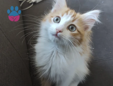 Norwegian Forest 1 yaşında Eş Arıyor