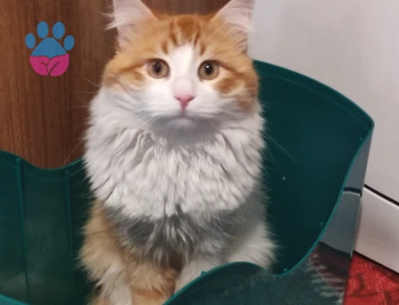 Norwegian Forest 1 yaşında Eş Arıyor