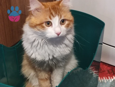 Norwegian Forest 1 yaşında Eş Arıyor