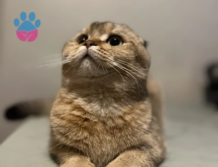 Scottish fold ny25 cinsi dişi kedime eş arıyorum