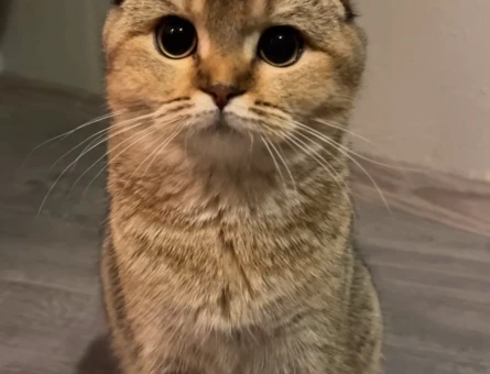 Scottish fold ny25 cinsi dişi kedime eş arıyorum - 118975231