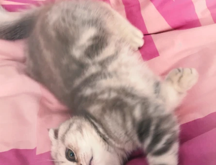 Scottish fold 1 Yaşında Kedim Eş Arıyor - 118975232